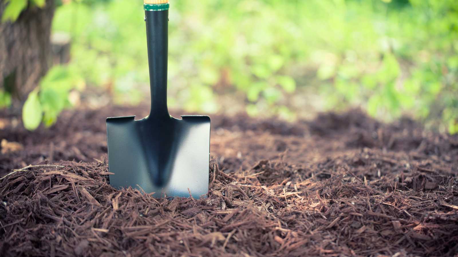 A black shovel stands upright in dark mulch, surrounded by greenery, indicating a gardening scene.