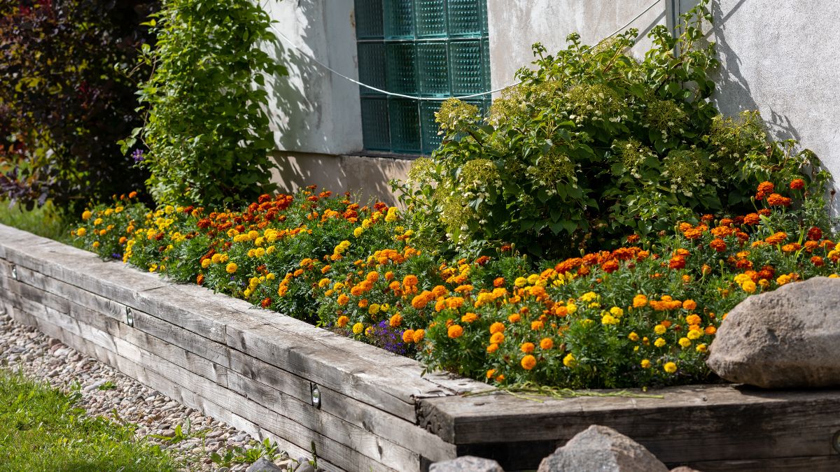 A vibrant flower bed arranged in a wooden planter, showcasing a variety of colorful blooms.