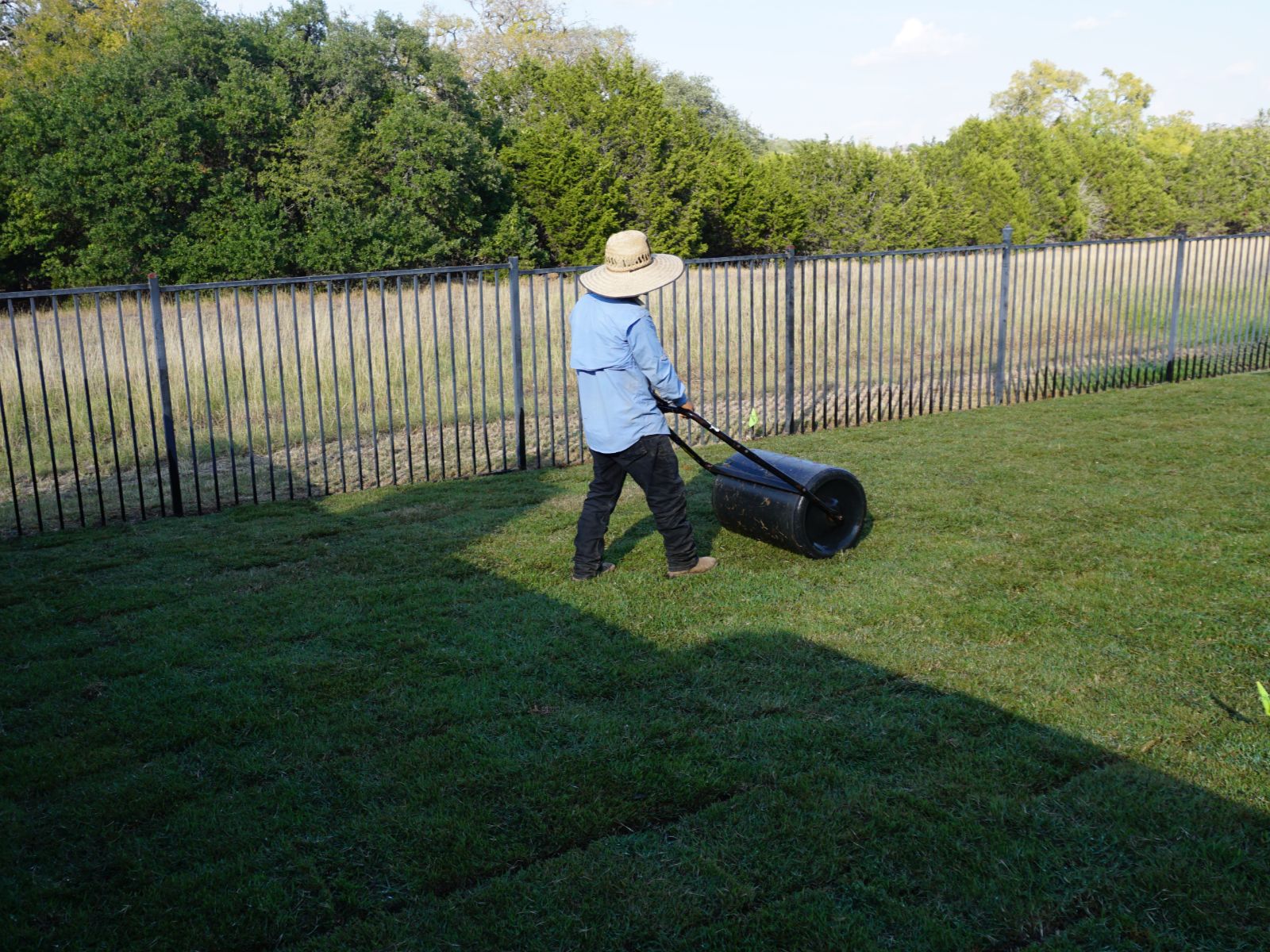 gardener_rolling_lawn_roller_grass_care A person in a straw hat rolls a lawn roller across freshly cut grass near a fence and green trees.